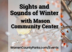cedar wax wing sitting on snow covered branch